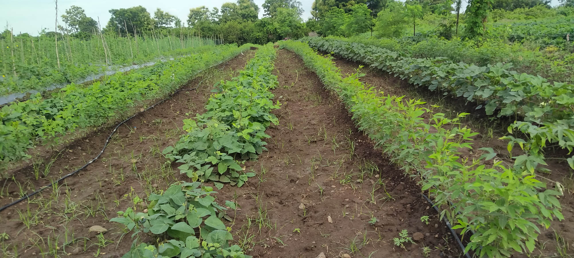 Vegetable Farming