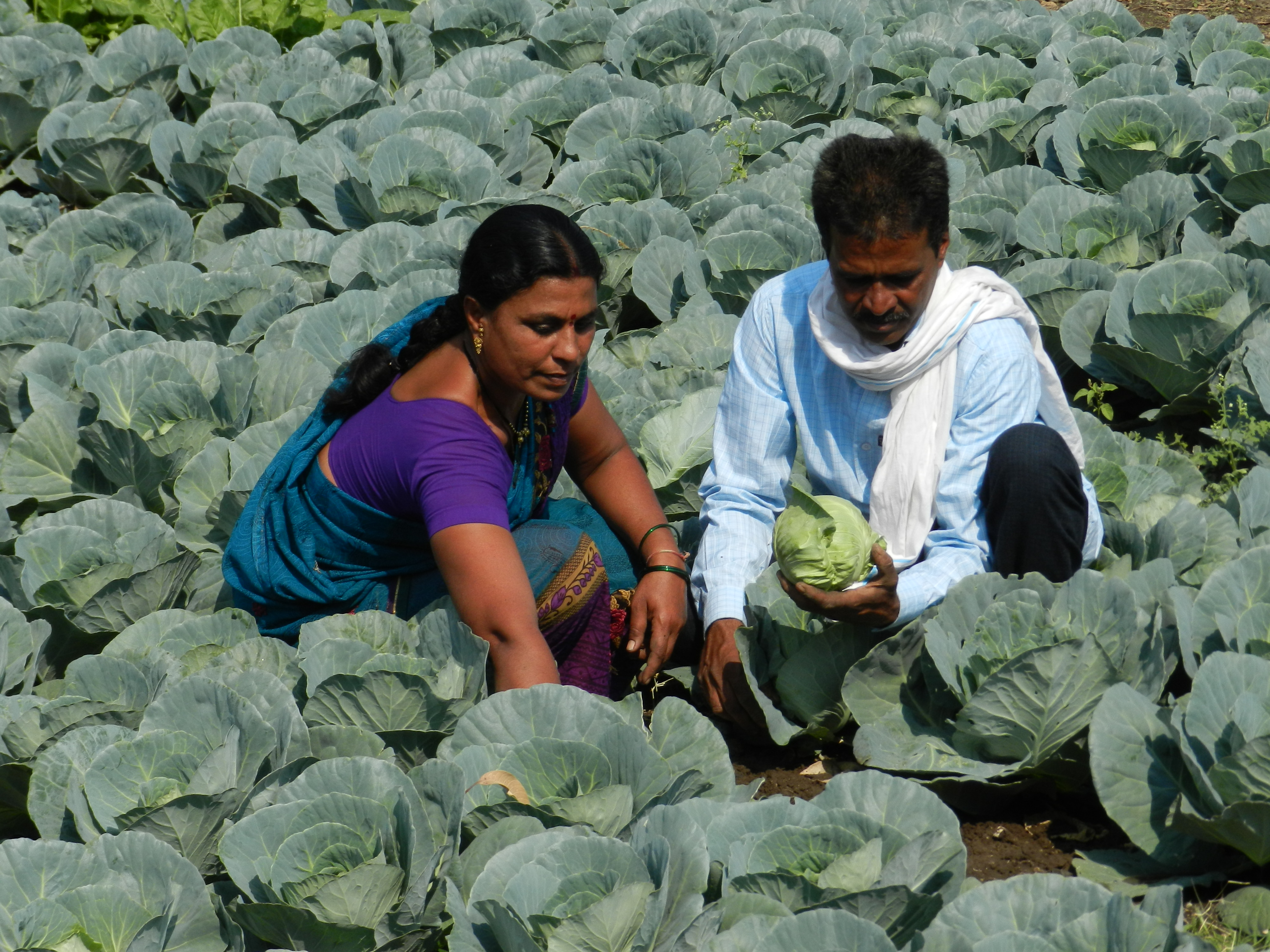 Organic Farmer