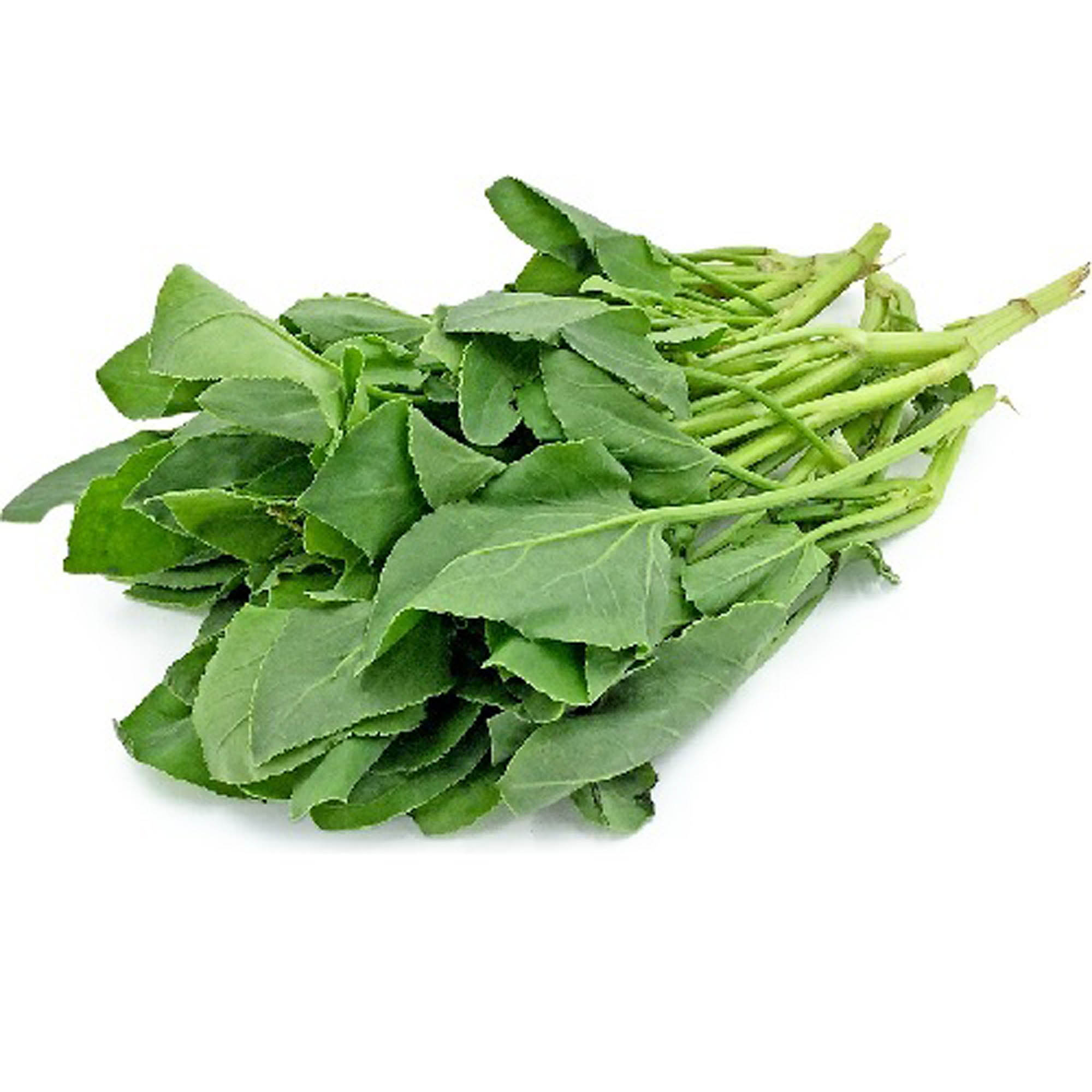 Green Sorrel