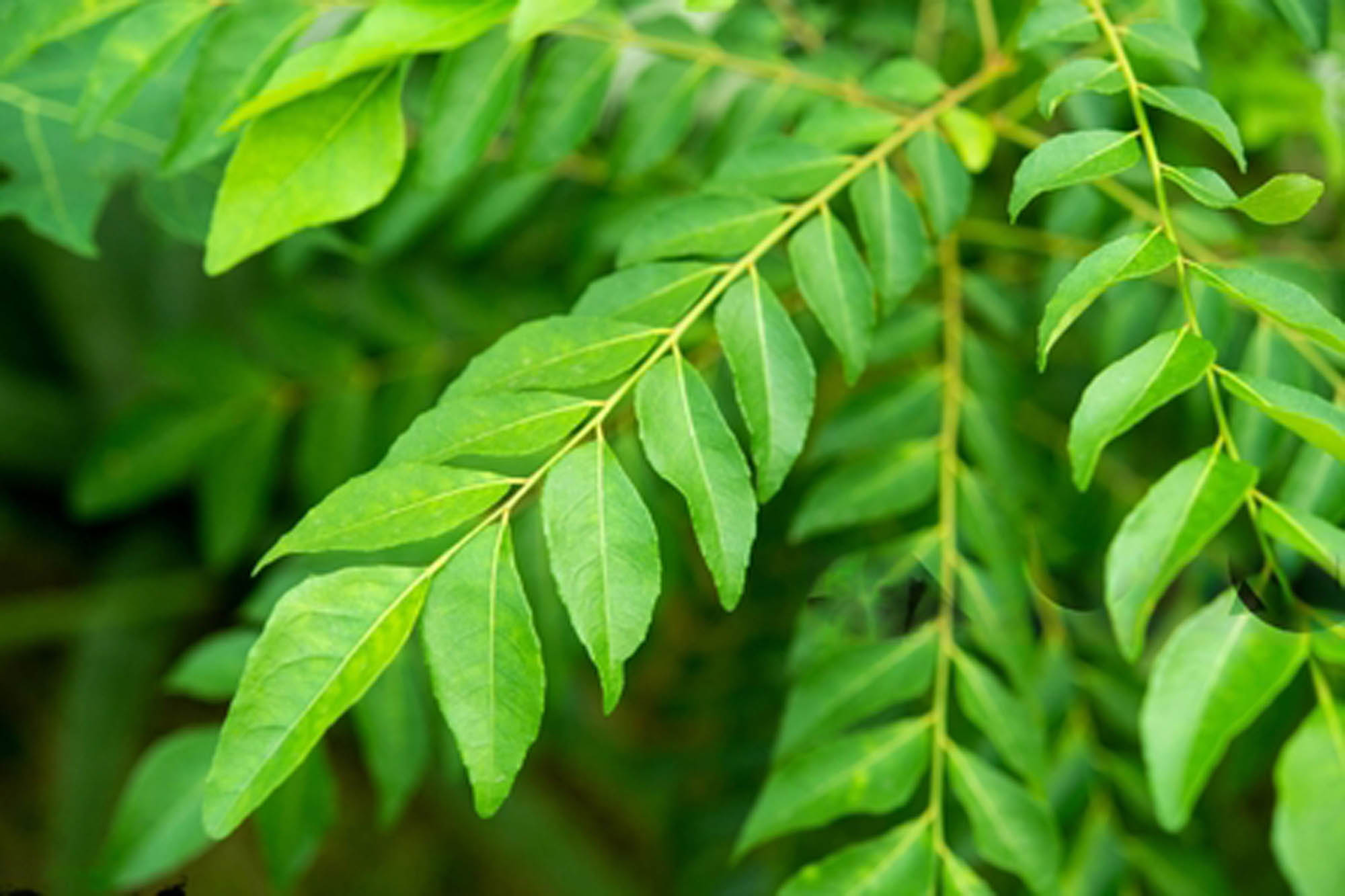 Curry Leaves