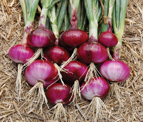 Organic Onion